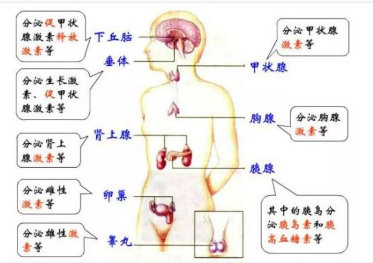 天天说的“内分泌失调”到底是什么？